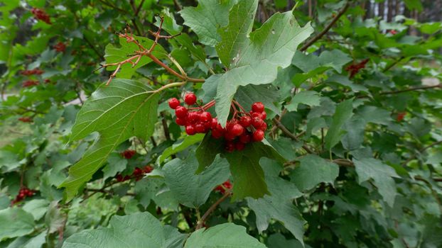 Red viburnum berries surrounded by green foliage.