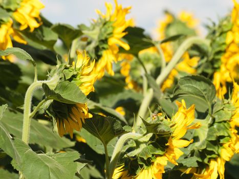 Field of sunflowers