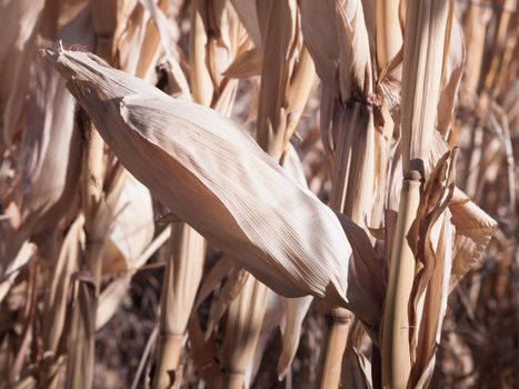 Farm field of dry corn in fall in Colorado.
