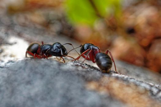 Carpenter Ants moving around and communicating.