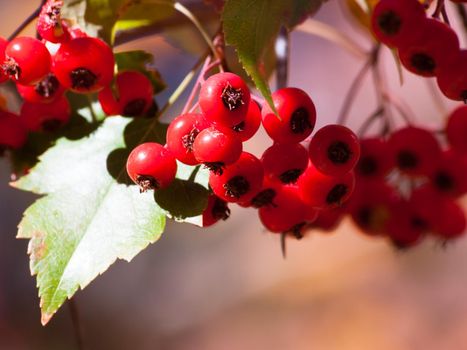 Washington Hawthorn with red berries in autumn.