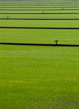 lines of irrigation sprinkler pipes water a field of grass