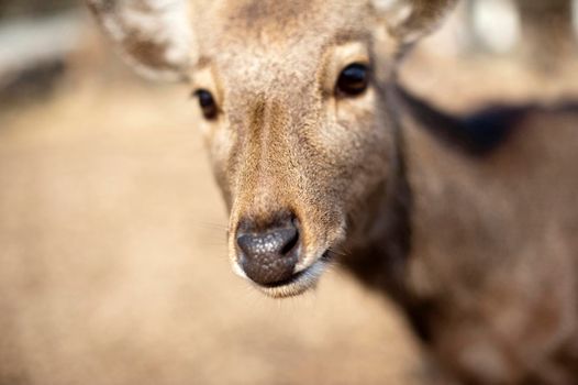 Face of a wild deer roaming around the Kasuga Shrine