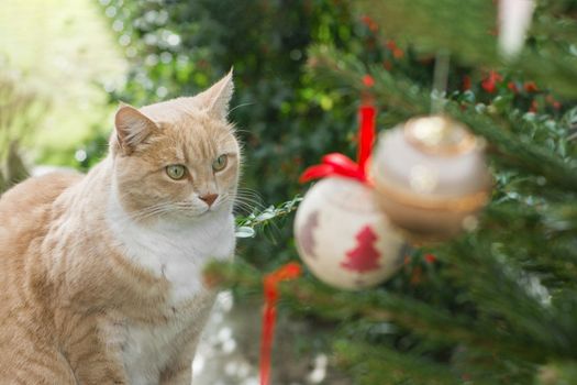 Red cat looking through a window on a Christmas tree with toys