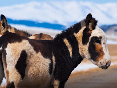 Wild donkey in Colorado.