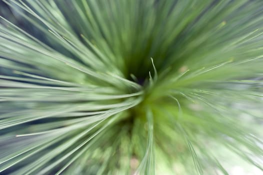 Top down view on fine points of green plant leaf fronds stretching up toward camera