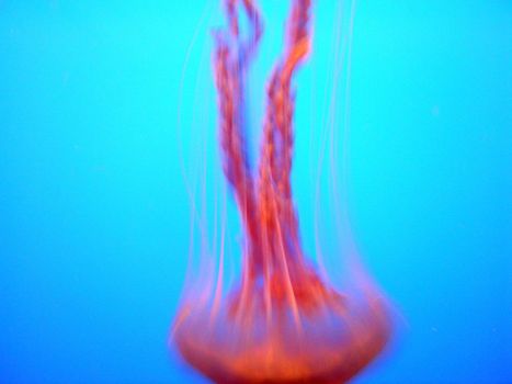 jelly fish underwater