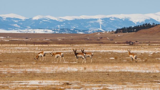 Herd of antelope.