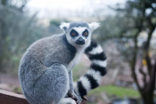 Ring-tailed lemur, lemur catta, with its distinctive barred or striped tail sitting on a bar in captivity