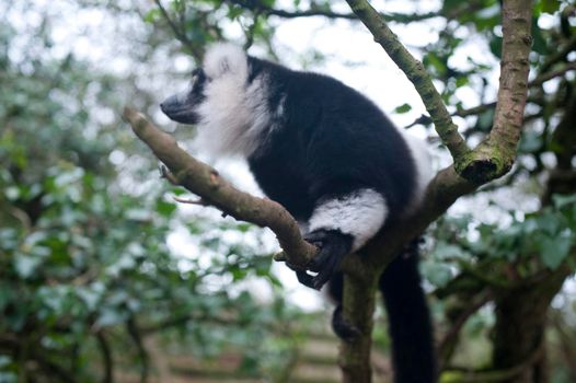 Side view of a black and white Madagascan lemur in a tree in captivity perched on a branch