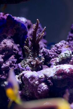 hard corals in a tropical saltwater aquarium