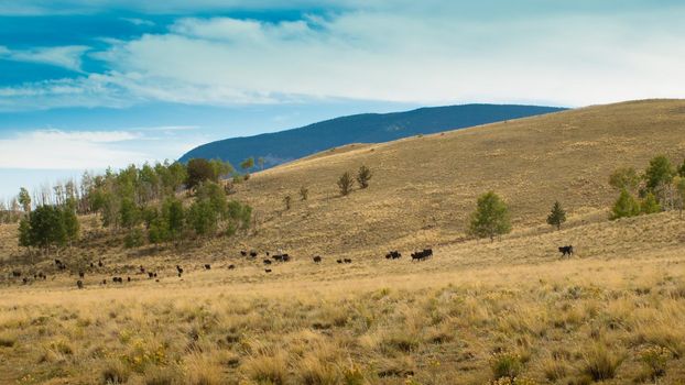 Colorado's hilly landscape in early autumn.