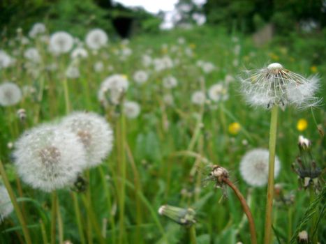seeding dandelions (Taraxacum) in a late summer meadow