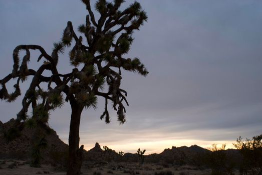 silhouette of joshua trees in california's joshua tree national park around sunset