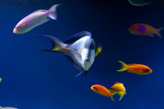 a selection of colourful saltwater tropical fish