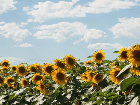 Field of sunflowers