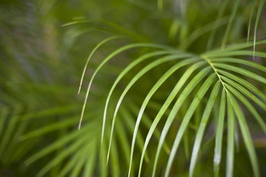 background image with the fronds of a tropical palm plant