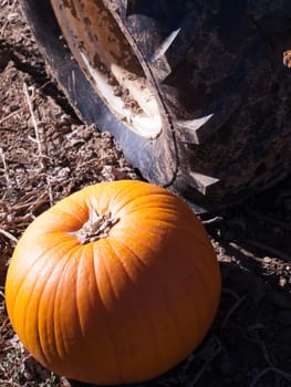 Field of ripe pumpkins on a sunny day.