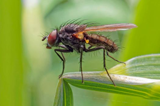 A fly on a blade of grass