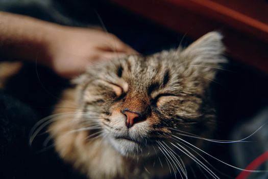 Man strokes cat. Fluffy pussycat close eyes. Friendship with pet. Care of cute kitten. Happy and lazy domestic animal.