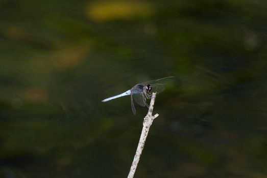Darter dragonfly, an insectivorous predator, perched on a twig with shallow dof and copyspace