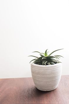 Potted ornamental aloe plant in a ribbed flowerpot standing on a table indoors with copy space on the white wall