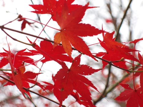 colourful red leaves, representative of autumn