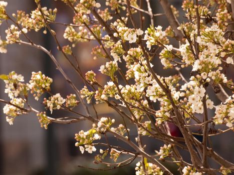 Cherry tree in bloom.