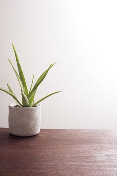 Green aloe vera plant in grey cylindrical pot on top of dark brown wooden table. Plain white wall in background.