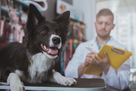 Close up of adorable black dog looking happily at the copy space on the side, professional veterinarian doctor working on the background. Cute dog at medical checkup at veterinary clinic
