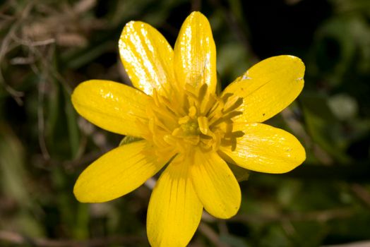 a bright yellow buttercup flower