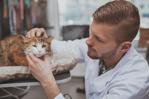 Close up of a cute cat being examined by professional veterinarian doctor. Handsome male vet checking ears of adorable cat. Attractive veterinarian enjoying working with animals at his clinic