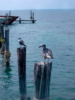 ocean birds sitting on harbour pilings