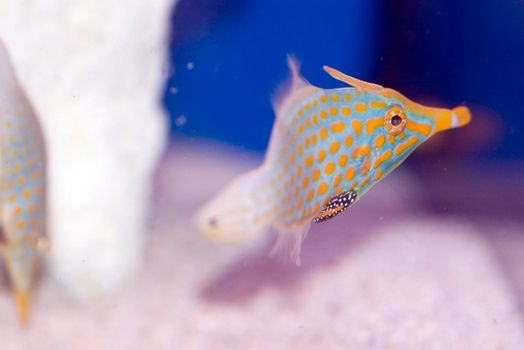 colourful saltwater tropical fish