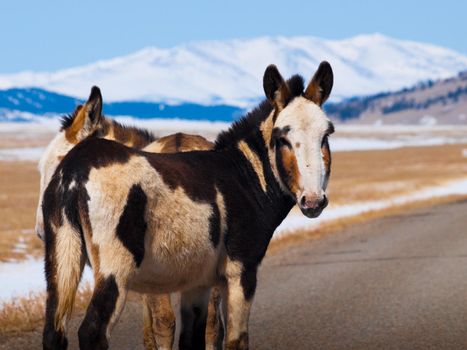 Wild donkey in Colorado.