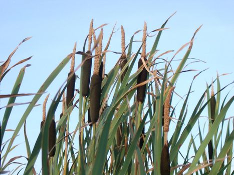 bullrushes agains a blue sky, growing in wetlands