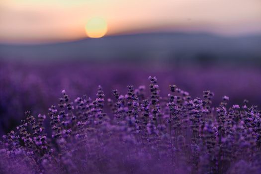 Blooming lavender in a field at sunset in Provence. Fantastic summer mood, floral sunset landscape of meadow lavender flowers. Peaceful bright and relaxing nature scenery