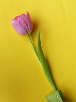 One fresh cut pink tulip flower arranged diagonally on plain yellow background, viewed from above in close-up