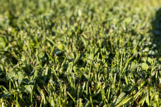 grass on a meadow early morning. High quality photo