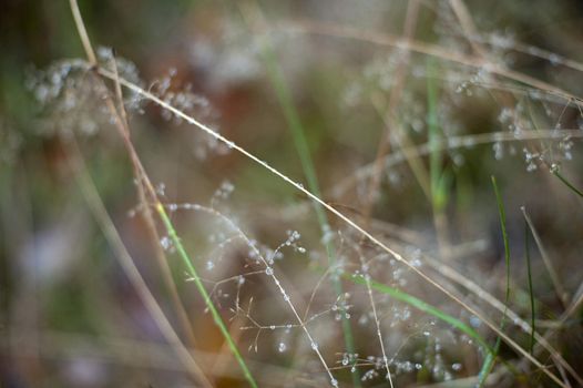 Dew drops on delicate plant stems glistening in the morning light in a pretty dainty nature background