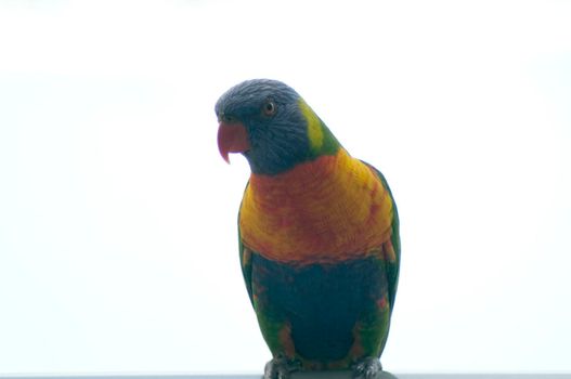 Multicoloured rainbow lorikeet, a small parrot from Australia with a brush-like tongue adapted to eating nectar, sitting on a perch