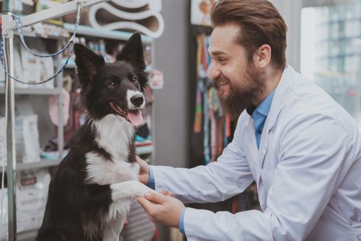 Beautiful black dog getting examined by professional veterinarian at the animals hospital. Cheerful male vet doctor playing with adorable puppy