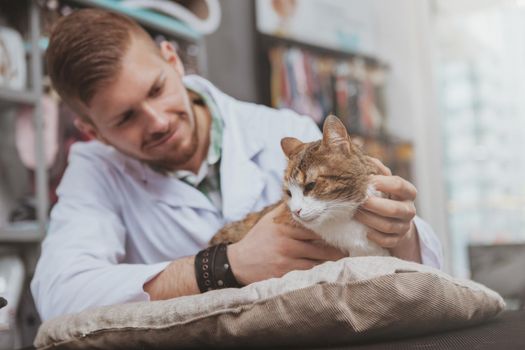 Handsome young male veterinarian doctor smiling, petting beautiful cat, working at his vet clinic. Cheerful vet examining adorable cat, copy space