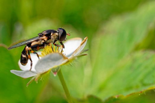 Hoverfly feeding on a wild strawberry flower