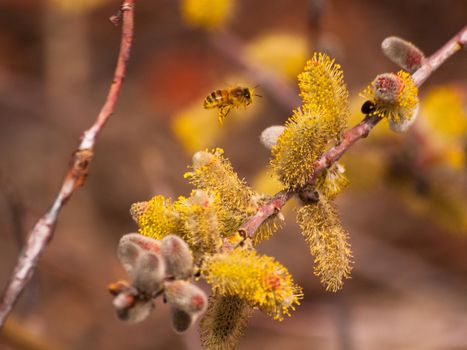 Willow shrub in bloom.