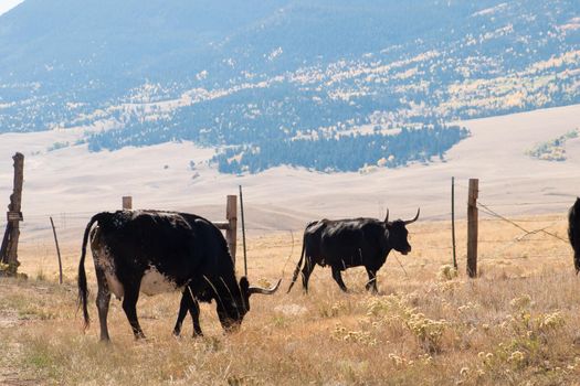 Small group of domestic cattle walking across the grassy field in Colorado.