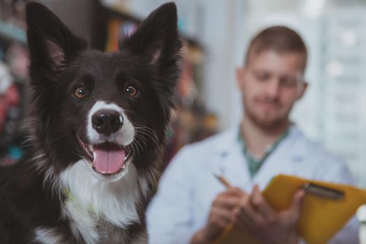 Close up of adorable happy healthy dog looking to the camera with its tongue out, vet doctor writing prescription on the background, copy space. Lovely canine looking happy after medical examination by vet
