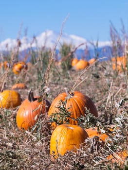 Field of ripe pumpkins on a sunny day.