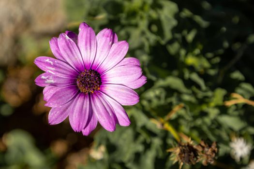One beautiful pink cosmos flower in the garden. High-quality photo
