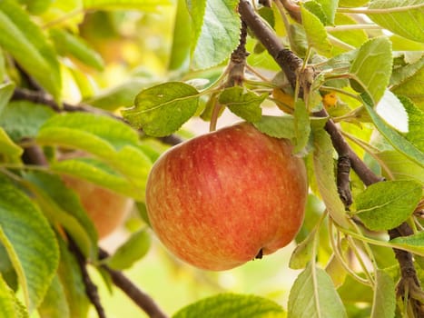 Close-up of ripe apples on a branch.